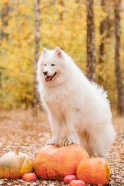 Cadılar Bayramı ve Şükran Günü tatilleri. Ormanda balkabaklı bir köpek. Samoyed köpeği.