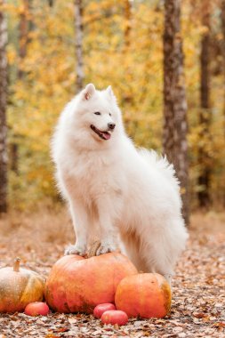 Cadılar Bayramı ve Şükran Günü tatilleri. Ormanda balkabaklı bir köpek. Samoyed köpeği.