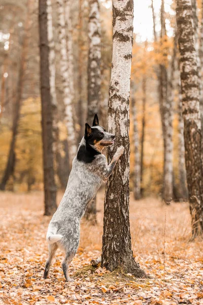 Junger Blauer Fersenhund Mit Blättern Herbst Australischer Rinderhund Herbstsaison — Stockfoto