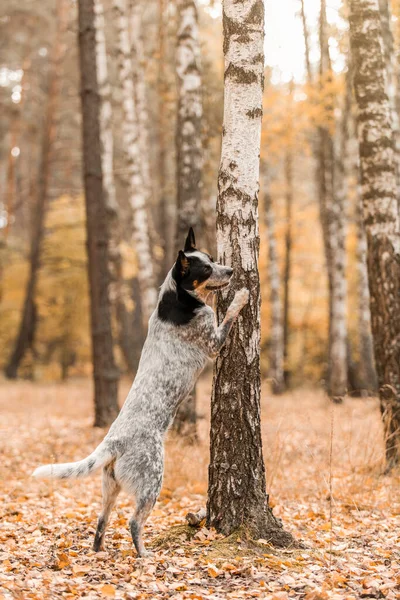 Jonge Blauwe Heeler Hond Met Bladeren Herfst Australische Runderhond Herfstseizoen — Stockfoto