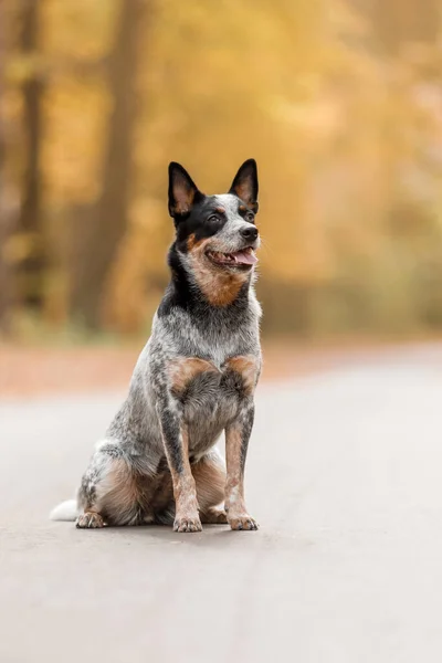 Sonbaharda Oturan Genç Mavi Düdüklü Köpek Avustralya Sığır Köpeği Sonbahar — Stok fotoğraf