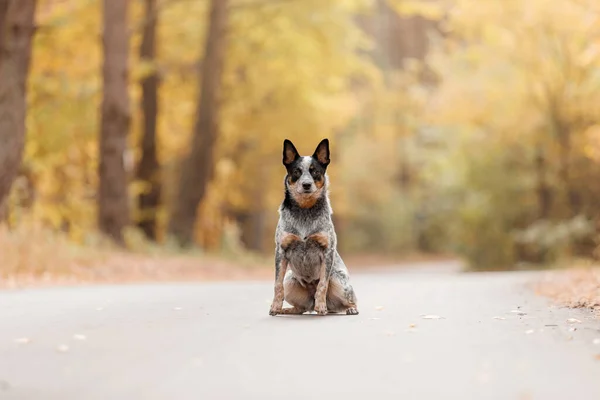 Young Blue Heeler Dog Sitting Autumn Australian Cattle Dog Fall — Stock Photo, Image