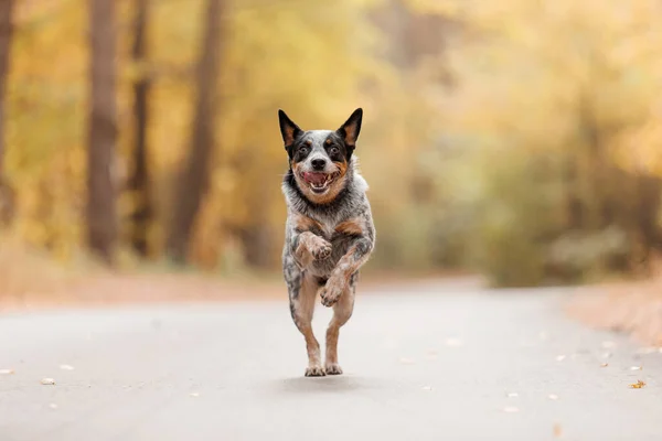 Jonge Blauwe Heeler Hond Loopt Herfst Australische Runderhond Herfstseizoen — Stockfoto