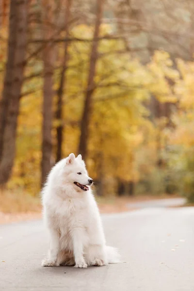 Mutlu Köpek Sonbaharda Oturuyor Samoyed Köpeği Sonbahar Sezonu Sonbaharda Beyaz — Stok fotoğraf