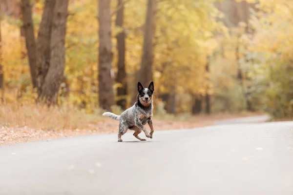 Sonbaharda Koşan Genç Mavi Düdüklü Köpek Avustralya Sığır Köpeği Sonbahar — Stok fotoğraf