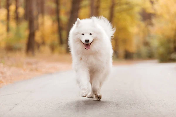 Perro Feliz Corriendo Otoño Perro Samoyedo Temporada Otoño Perro Blanco —  Fotos de Stock