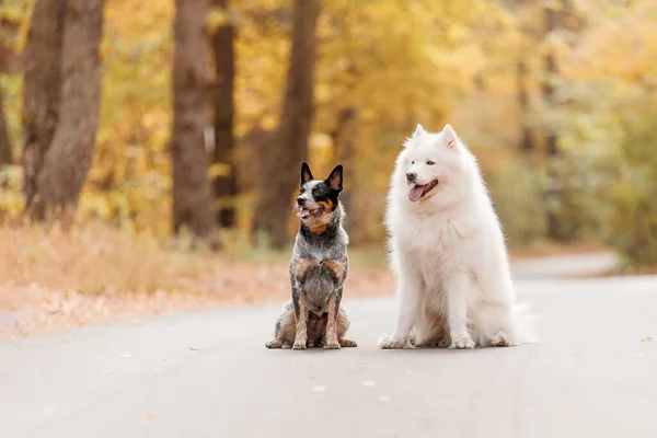Two Dogs Sitting Autumn Australian Cattle Dog Young Blue Heeler — Stock Photo, Image