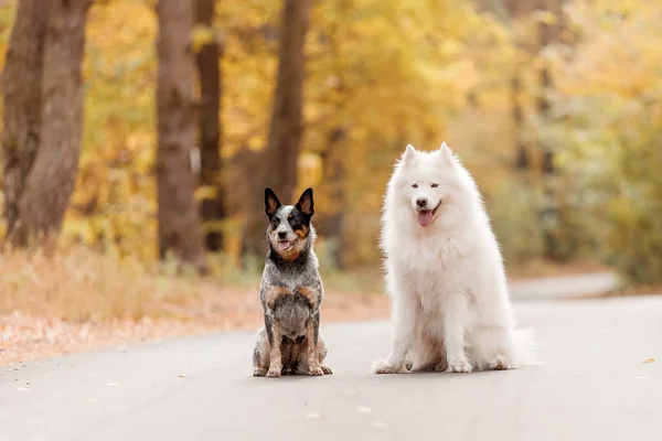 Dwa Psy Siedzą Jesienią Australijski Pies Bydło Młody Niebieski Piesek — Zdjęcie stockowe