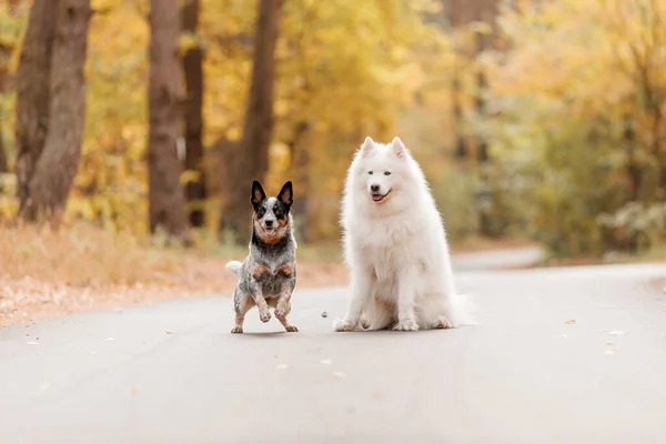 Δύο Σκυλιά Κάθονται Φθινόπωρο Αυστραλιανό Σκυλί Νέοι Μπλε Heeler Σκυλί — Φωτογραφία Αρχείου