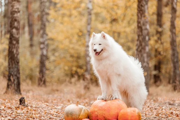 ハロウィーンと感謝祭の休日 森の中でカボチャと犬 同じ犬だ — ストック写真