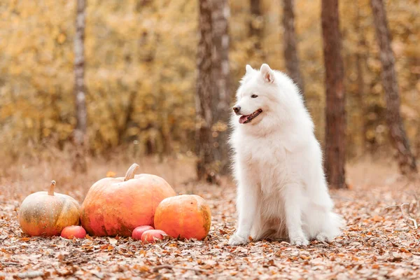 Halloween Und Thanksgiving Feiertage Hund Mit Kürbissen Wald Samotischer Hund — Stockfoto