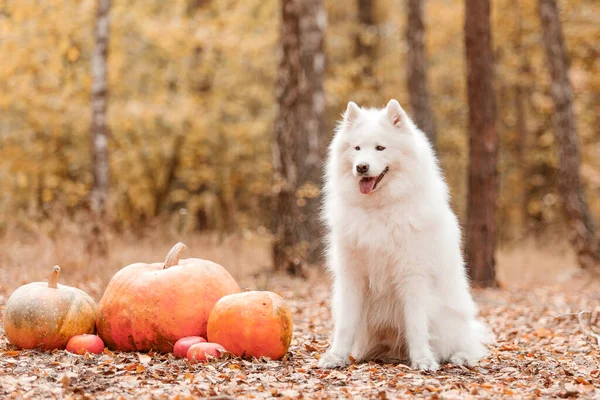 ハロウィーンと感謝祭の休日 森の中でカボチャと犬 同じ犬だ — ストック写真