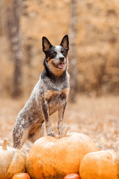 Hond Met Pompoenen Halloween Feestdagen Australian Cattle Dog Dog Met — Stockfoto