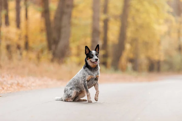 Young Blue Heeler Dog Running Autumn Australian Cattle Dog Fall — Stock Photo, Image