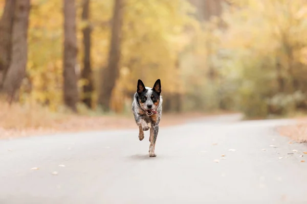 Jonge Blauwe Heeler Hond Loopt Herfst Australische Runderhond Herfstseizoen — Stockfoto