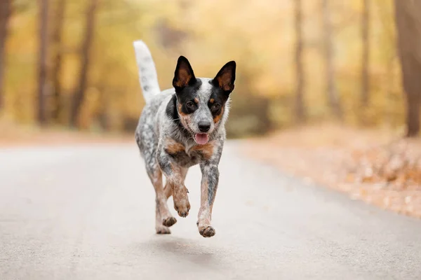 Jonge Blauwe Heeler Hond Loopt Herfst Australische Runderhond Herfstseizoen — Stockfoto