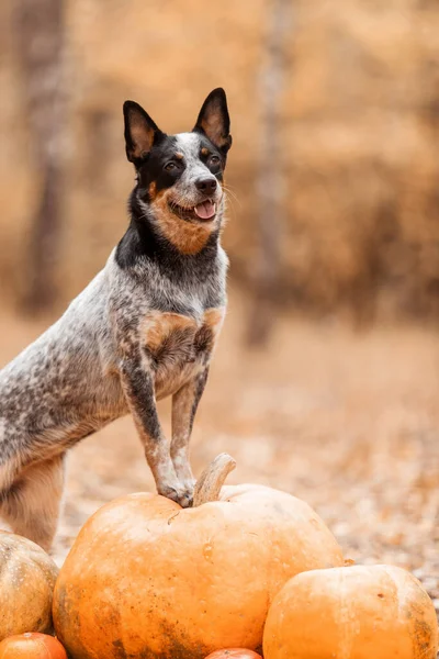 Cane Con Zucche Vacanze Halloween Cane Bovino Australiano Con Zucca — Foto Stock