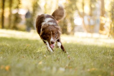 Parktaki Border Collie köpeği. Köpekle yürüyüşe çıkmak. Yaşam tarzı evcil hayvan fotoğrafı. Köpek portresi. 