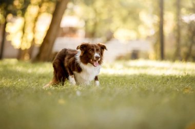 Parktaki Border Collie köpeği. Köpekle yürüyüşe çıkmak. Yaşam tarzı evcil hayvan fotoğrafı. Köpek portresi. 