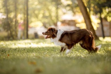 Parktaki Border Collie köpeği. Köpekle yürüyüşe çıkmak. Yaşam tarzı evcil hayvan fotoğrafı. Köpek portresi. 