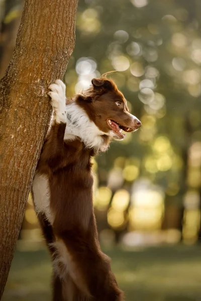 Cão Fronteira Collie Parque Caminhando Com Cão Estilo Vida Pet — Fotografia de Stock
