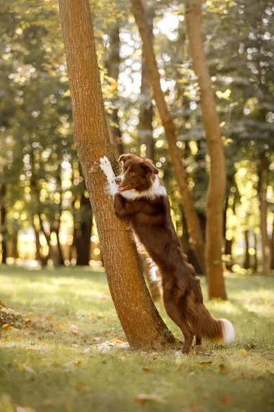 Border Collie Dog Park Walking Dog Lifestyle Pet Photo Dog — Stock Photo, Image