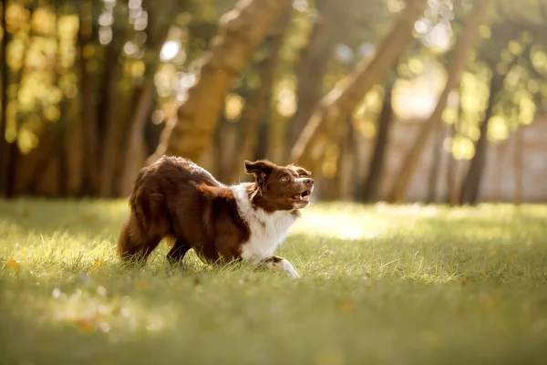 Parktaki Border Collie Köpeği Köpekle Yürüyüşe Çıkmak Yaşam Tarzı Evcil — Stok fotoğraf