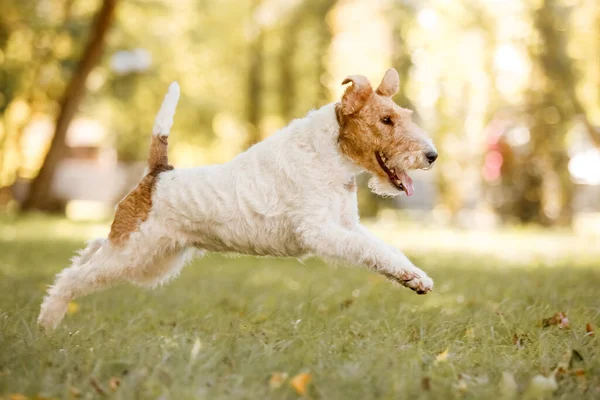 Τηλεγράφημα Στον Σκύλο Φοξ Τεριέ Στο Πάρκο Πορτρέτο Σκύλου Περπατώντας — Φωτογραφία Αρχείου