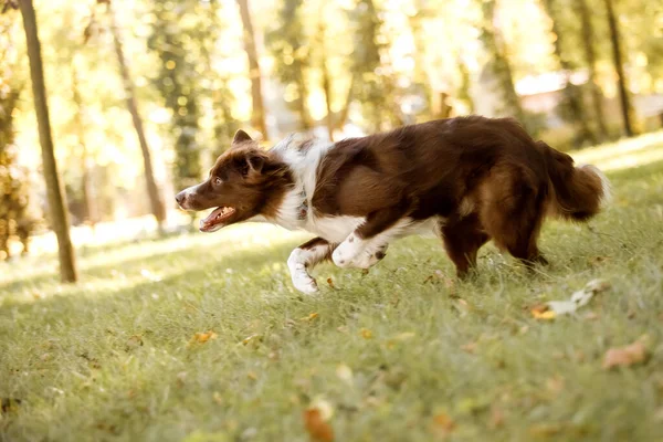 Συνοριακός Σκύλος Κόλυ Στο Πάρκο Περπατώντας Σκυλί Ζωοτεχνική Φωτογραφία Κατοικίδιου — Φωτογραφία Αρχείου