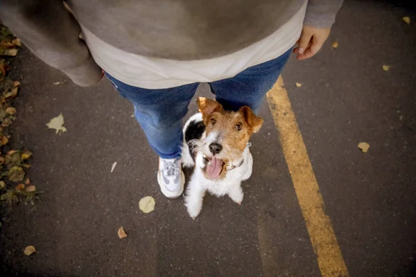 Parktaki Fox Terrier Köpeğine Telgraf Çek Köpek Portresi Köpekle Yürüyüşe — Stok fotoğraf