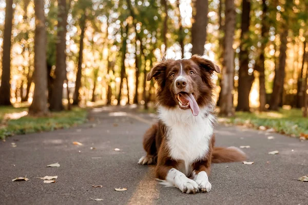 Confine Collie Cane Parco Camminare Con Cane Stile Vita Foto — Foto Stock