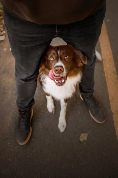 Border Collie Hond Het Park Lopen Met Een Hond Lifestyle — Stockfoto