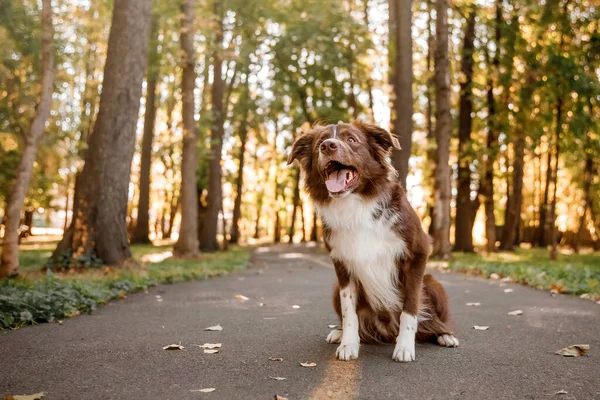 公園のボーダーコリー犬 犬と歩く ライフスタイルペット写真 犬の肖像 — ストック写真