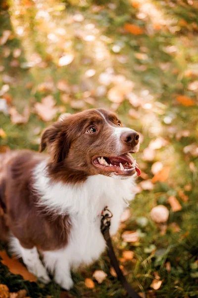 Cão Fronteira Collie Parque Caminhando Com Cão Estilo Vida Pet — Fotografia de Stock