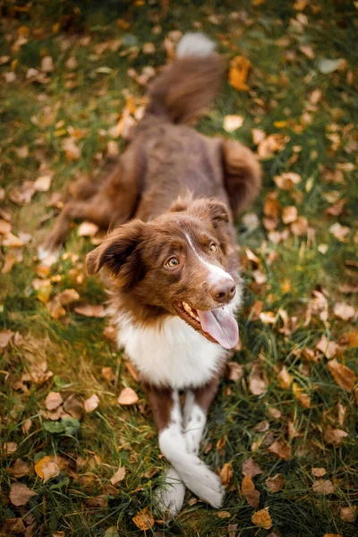 Border Collie Kutya Parkban Kutyasétáltatás Életmód Kisállat Fotó Kutya Portré — Stock Fotó