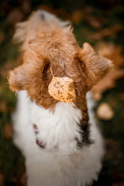 公園のワイヤーフォックステリア犬 犬の肖像画 犬と歩く ライフスタイルペット写真 — ストック写真