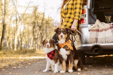 Araba bagajının yanında sevimli köpekleri olan şık hippi bir kadın. Evcil hayvanla seyahat ve sonbahar gezisi. Genç bir bayan seyahat ediyor. Metin için boşluk