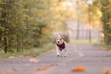 Sonbaharda parkta bir köpek. Mutlu Jack Russell Terrier köpeği doğada renkli yapraklar içinde. Akçaağaç yaprakları. Sonbahar sezonu. Sonbahar