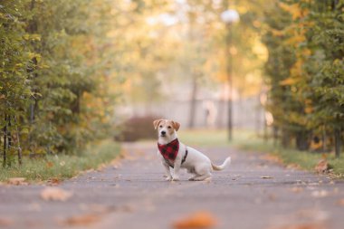 Sonbaharda parkta bir köpek. Mutlu Jack Russell Terrier köpeği doğada renkli yapraklar içinde. Akçaağaç yaprakları. Sonbahar sezonu. Sonbahar