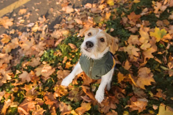 Dog Park Autumn Happy Jack Russell Terrier Dog Colorful Leaves — Stock Photo, Image