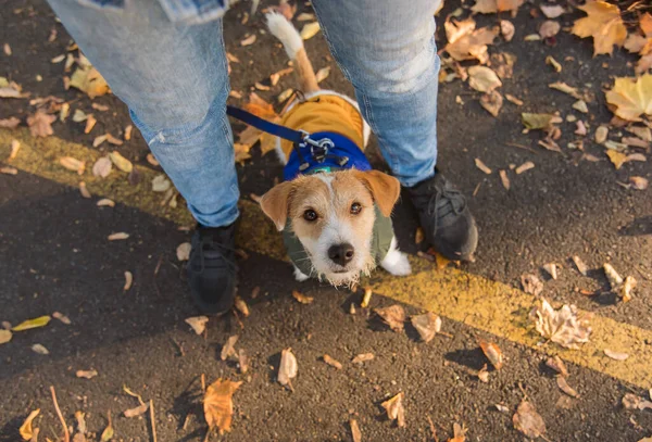 Sonbaharda Parkta Bir Köpek Renkli Yaprakları Olan Mutlu Jack Russell — Stok fotoğraf