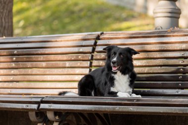 Sonbaharda köpek. Collie 'nin köpeği yerde yatıyor. Düşen yapraklar. Altın sonbahar mevsimi