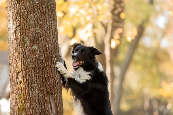 Hond Herfst Border Collie Hond Gevallen Bladeren Gouden Herfstseizoen Indiase — Stockfoto