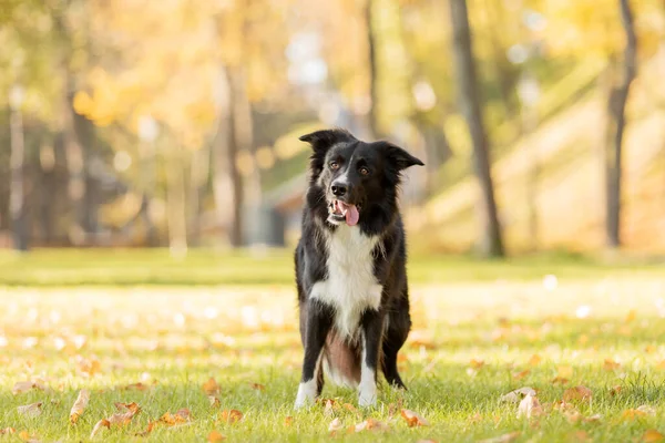 Sonbaharda Köpek Parktaki Border Collie Köpeği Düşen Yapraklar Altın Sonbahar — Stok fotoğraf