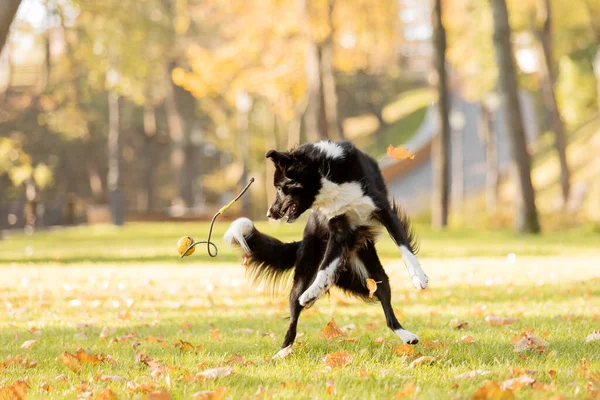 Dog Autumn Border Collie Dog Playing Park Running Jumping Dog — Stock Photo, Image