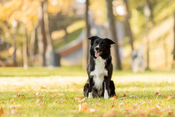 หมาในฤด ใบไม พรมแดนส Collie ในสวนสาธารณะ ใบไม ใบไม วงส ทอง — ภาพถ่ายสต็อก