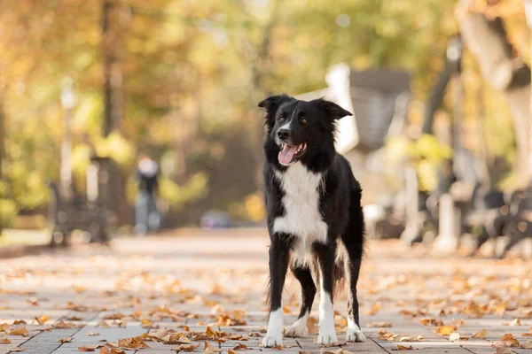 Осенью Собака Пограничная Колли Собака Парке Падшие Листья Золотая Осень — стоковое фото