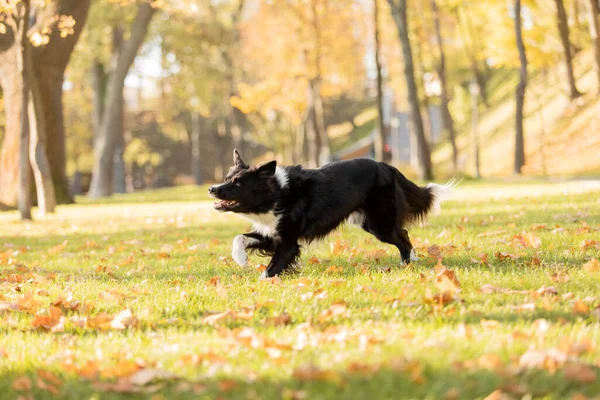 Cão Outono Cão Border Collie Brincando Parque Correr Saltar Cão — Fotografia de Stock