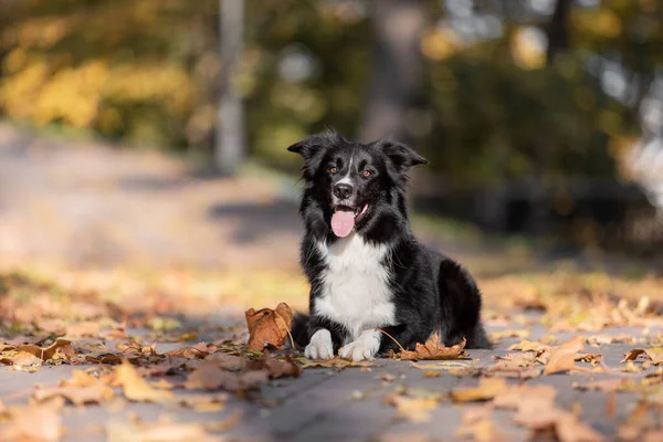 Осенью Собака Пограничная Колли Собака Лежит Падшие Листья Золотая Осень — стоковое фото