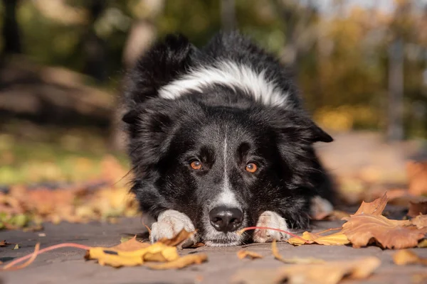 Cão Outono Cão Fronteira Collie Deitado Folhas Caídas Temporada Outono — Fotografia de Stock